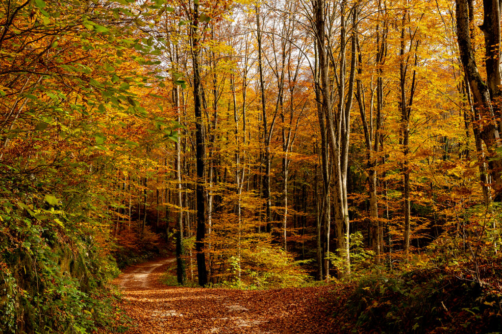 Autunno nella Marca Trevigiana: esperienze tra gusto, campagna e tradizioni del territorio